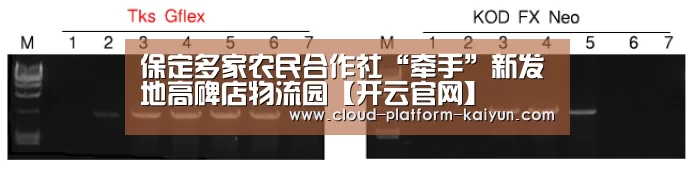 开云官方服务